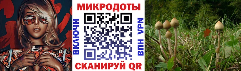 Галлюциногенные грибы GOLDEN TEACHER  Калининград 